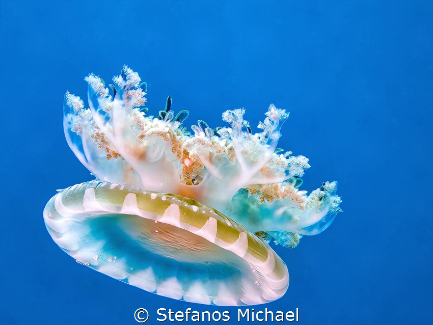 Upside-down Jellyfish - Cassiopea andromeda by Stefanos Michael 