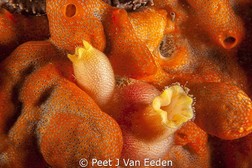 Shades of Orange
Ascidian amongst sponge by Peet J Van Eeden 