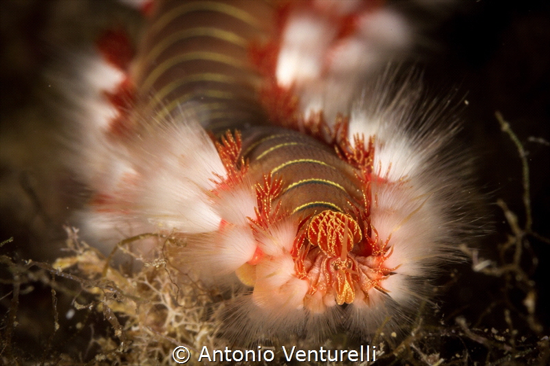 Sometimes worms can be beautiful too!_2022
(Canon100,1/2... by Antonio Venturelli 