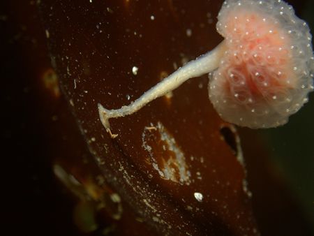 the colonial ascidian Sycozoa gaimardi, an example of the... by Cesar Cardenas 