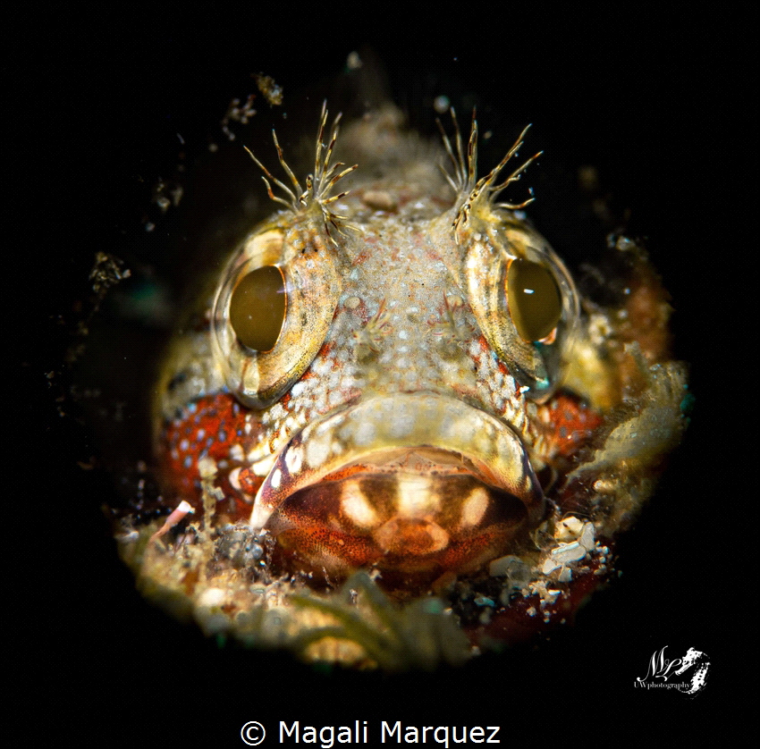 Portrait Blenny with Marelux SOFT by Magali Marquez 