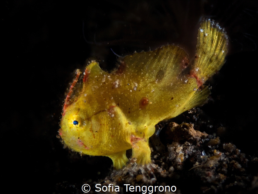 Juvenile frogfish by Sofia Tenggrono 