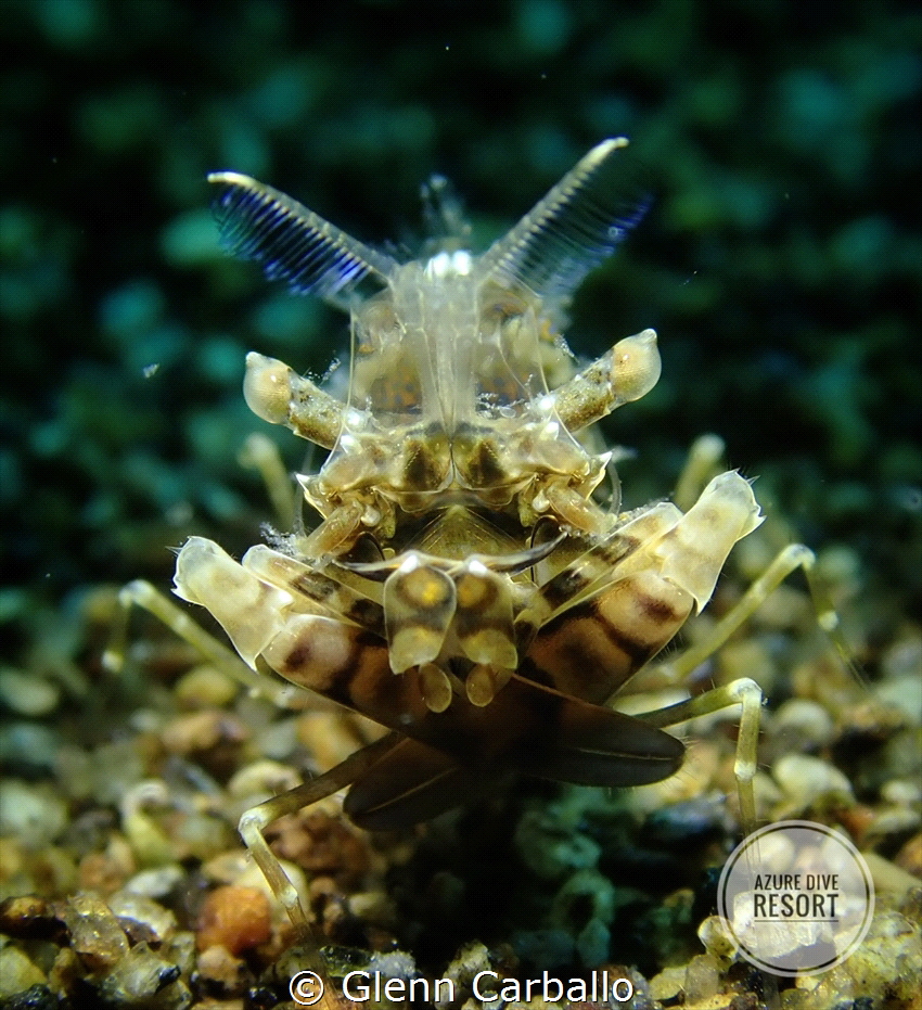 Phyllognathia Simplex shrimp by Glenn Carballo 