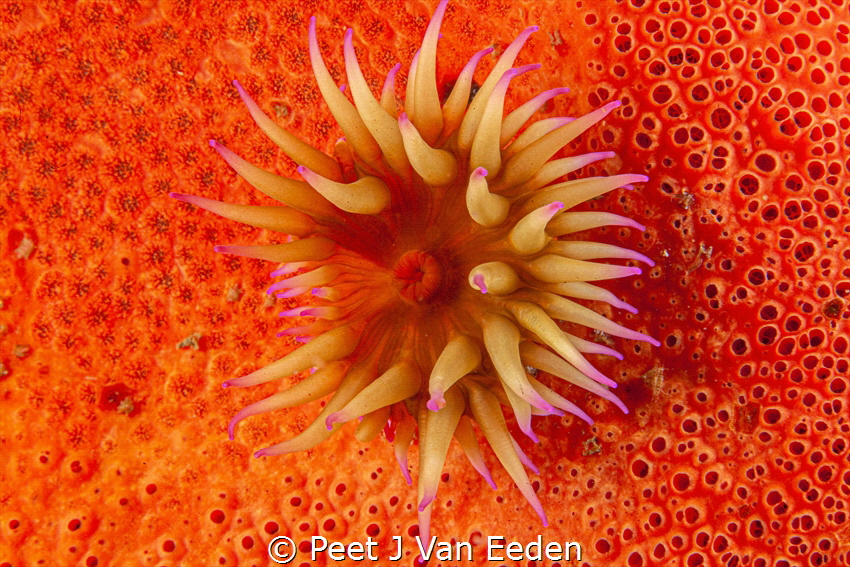 False plum sea anemone on a red sponge by Peet J Van Eeden 