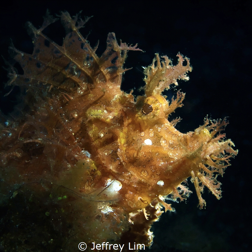 Profile of a Rhinopias frondosa by Jeffrey Lim 