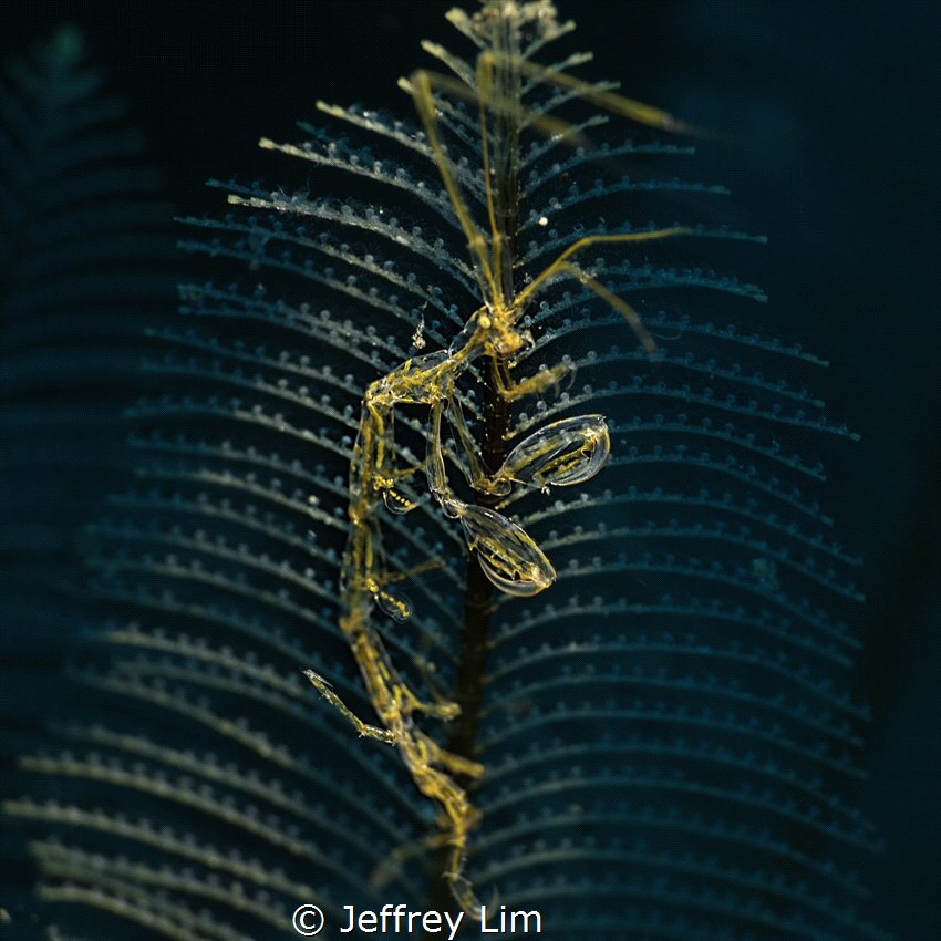 Skeleton shrimp by Jeffrey Lim 