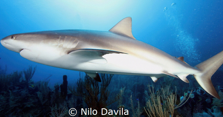 
Shark in Grand Cayman by Nilo Davila 