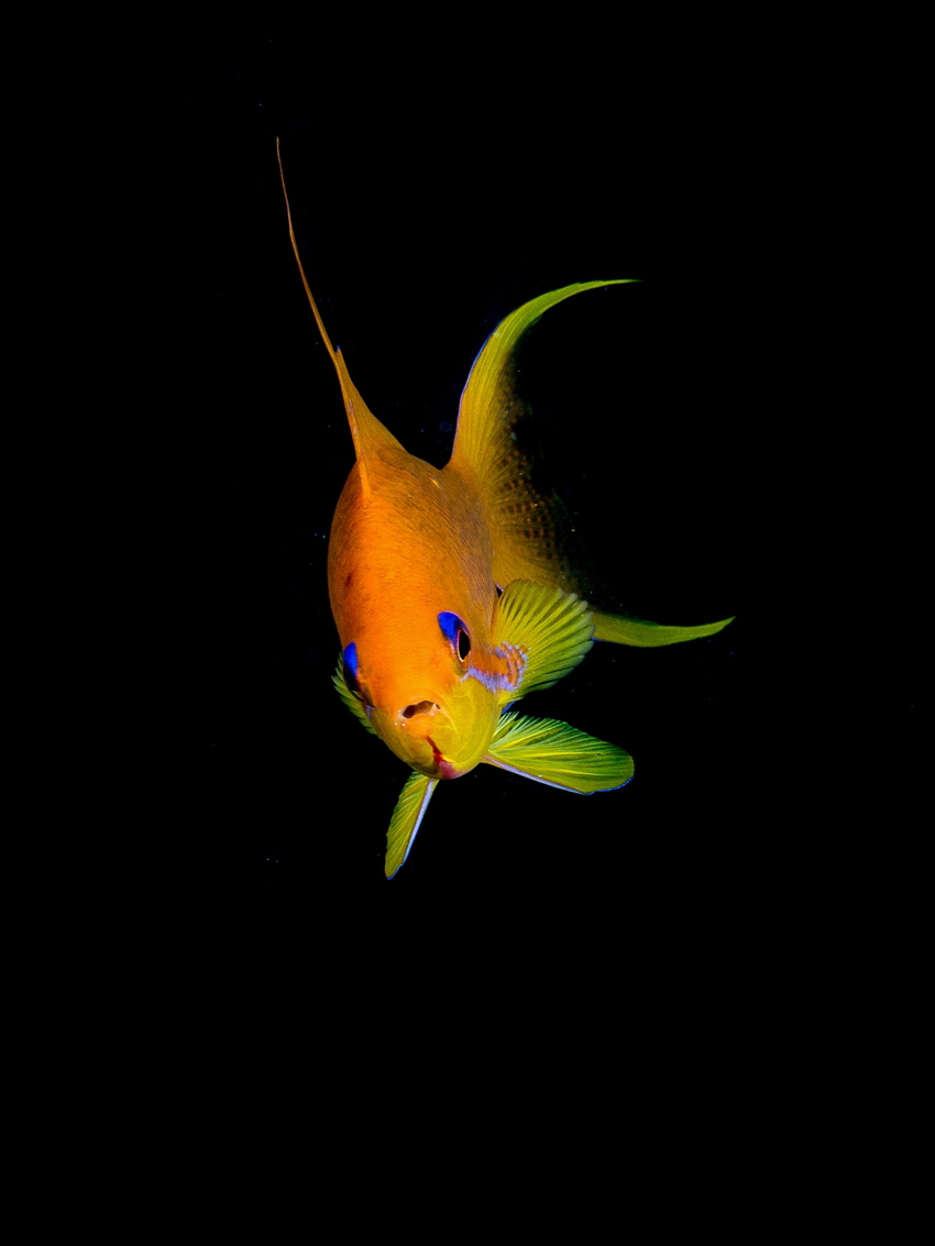 Small orange fish in the red sea. by Brenda De Vries 