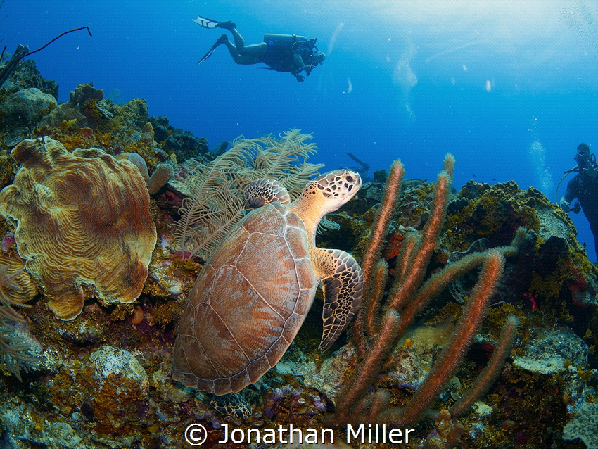This guy was relaxing on the reef and ignored us more tha... by Jonathan Miller 