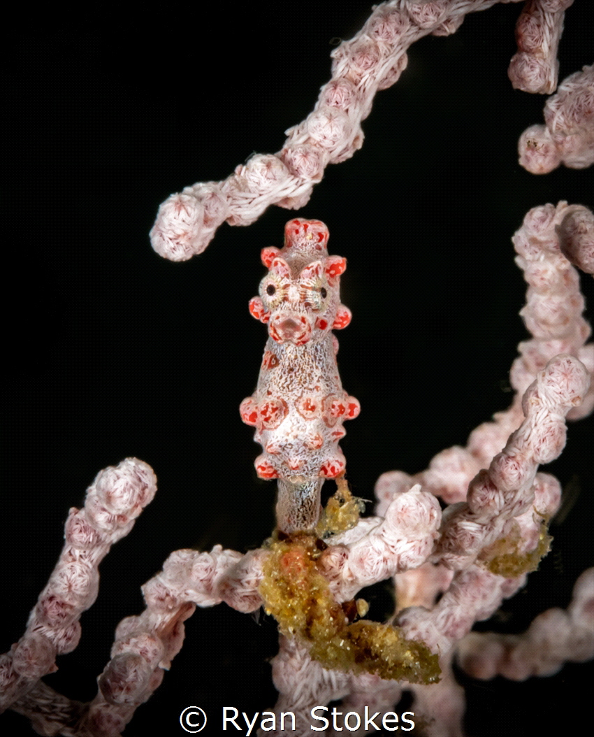 Pygmy Seahorse - taken in Raja Ampat with a Canon 5D mkII... by Ryan Stokes 