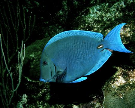 A calm cool collected Blue Tang by Peter Foulds 