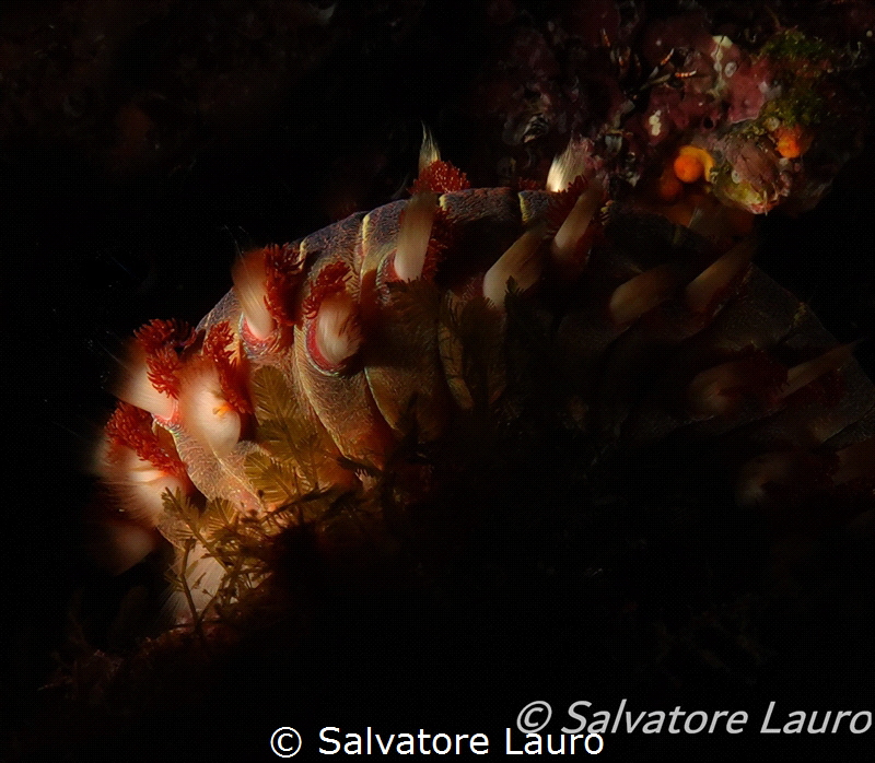 Stagger  Hermodice carunculata it was crowling on a rock ... by Salvatore Lauro 