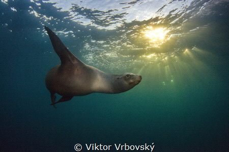 Sea lion in the late afternoon by Viktor Vrbovský 