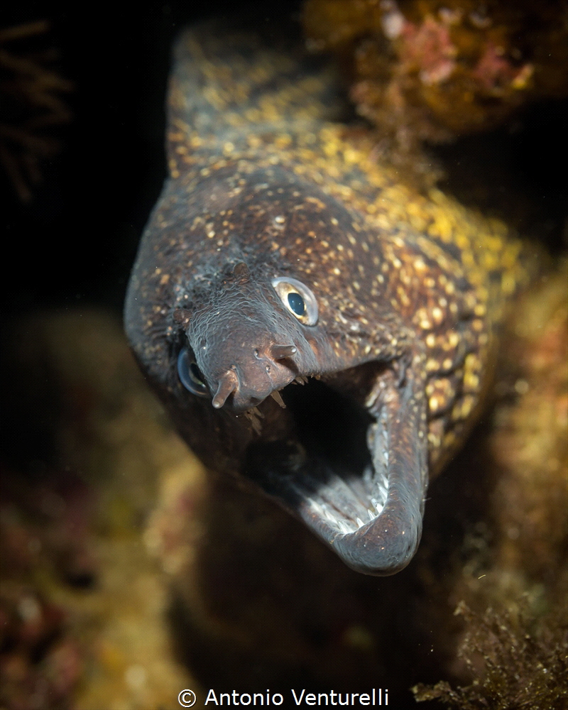 Mediterranean moray eel_2021
(Canon60,1/125,f7.1,iso200) by Antonio Venturelli 