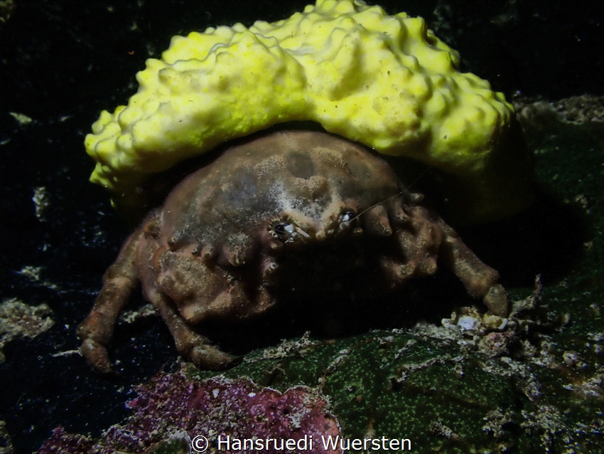 The sponge crab grows an enormous ‘hat’ of living sponge,... by Hansruedi Wuersten 