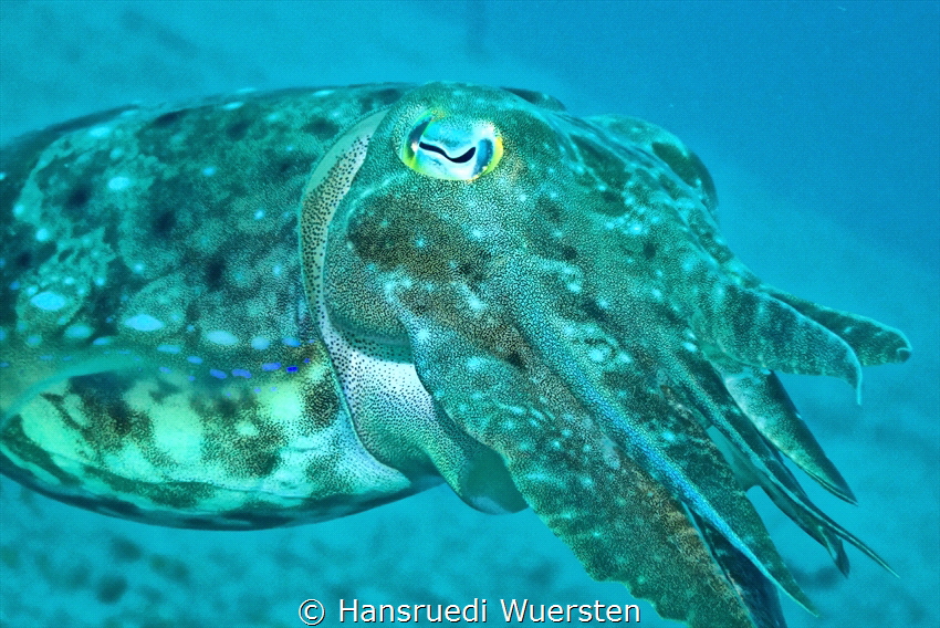 Cuttelfish by Hansruedi Wuersten 