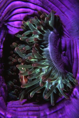 Nervous Anemonefish by Richard Smith 