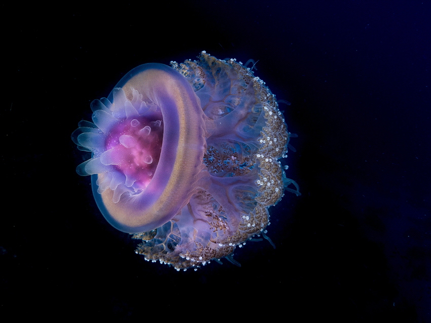 Purple jellyfish in the red sea. by Brenda De Vries 