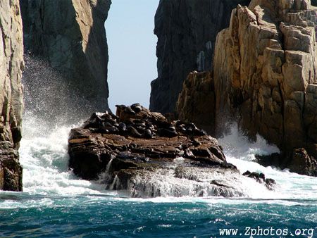 Off of Cabo San Lucas there are many sea lions and they s... by Zaid Fadul 