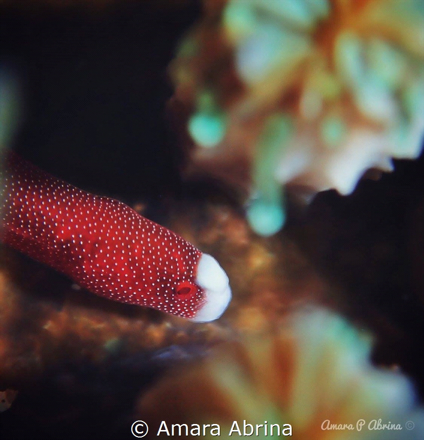 Strawberries 🍓 by Amara Abrina 