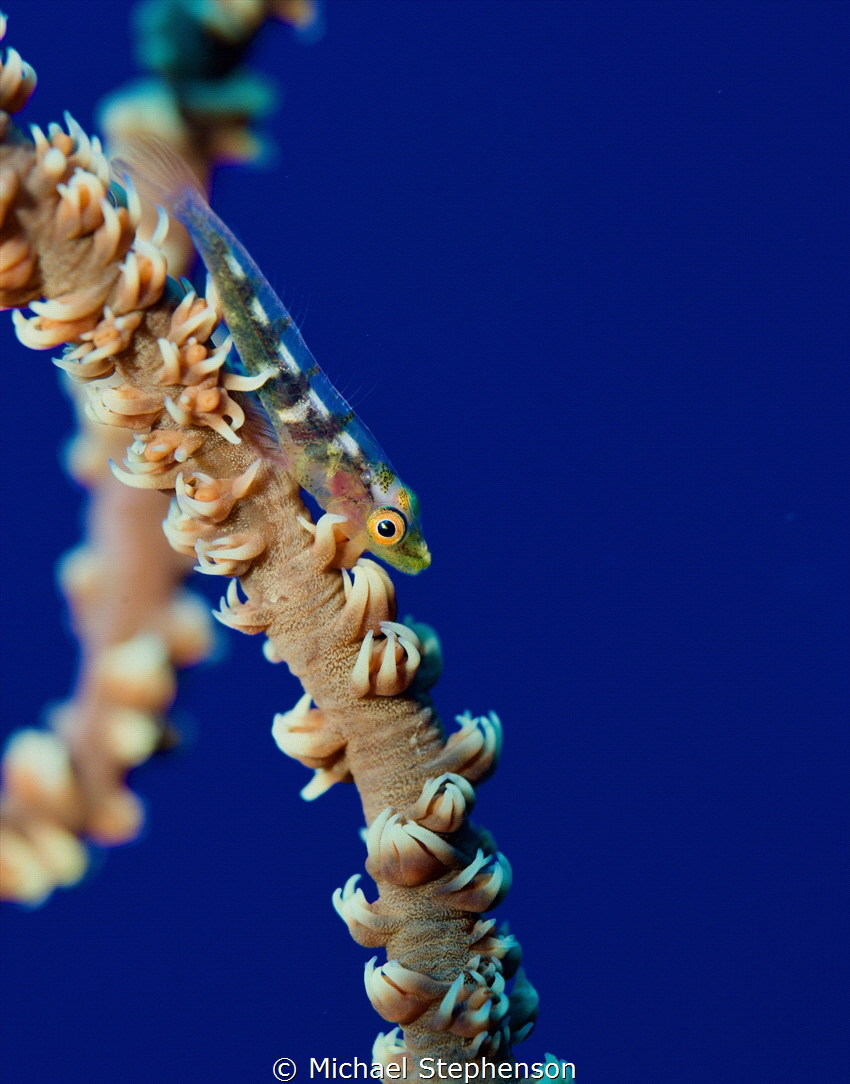 Whip Coral Goby in Blue Abyss.  Taken off the coast of Ma... by Michael Stephenson 