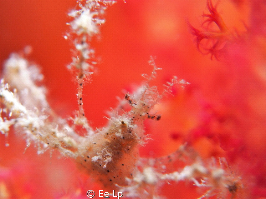 Close up of Achaeus spinosus or "spiny spider crab" on so... by E&e Lp 