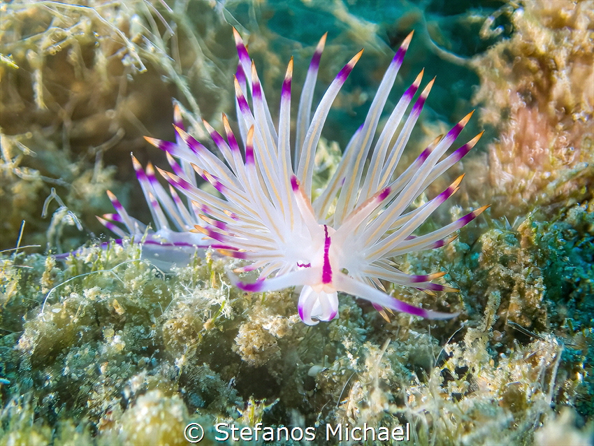 Red-lined flabellina - Coryphellina rubrolineata by Stefanos Michael 