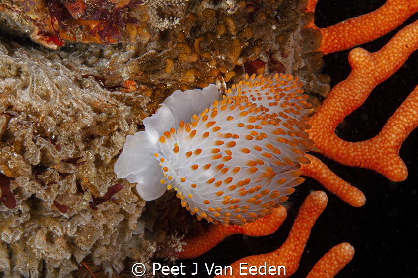 Yellow gasflame Nudibranch by Peet J Van Eeden 