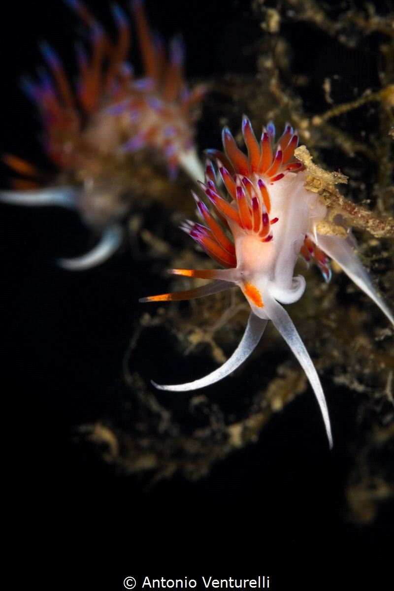 A pair of Cratena nudibranchs photographed in the sea of ... by Antonio Venturelli 