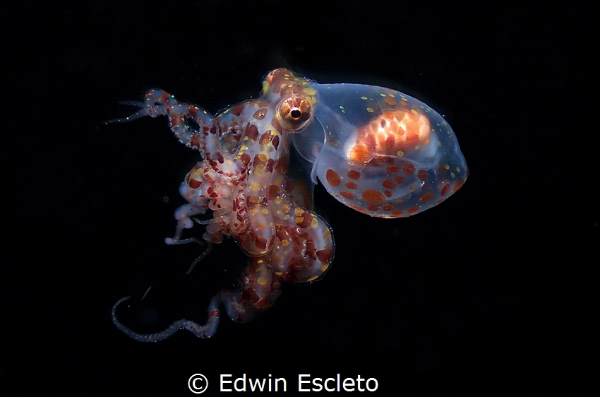 wonderpus octupos/shoot during blackwater dive by Edwin Escleto 
