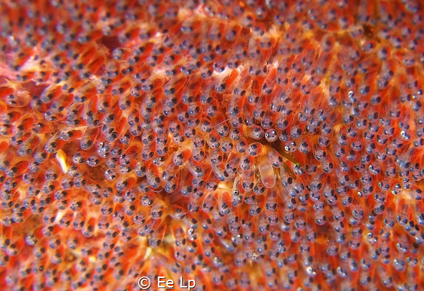 One happy family smiling at the camera. Clownfish eggs. S... by E&e Lp 