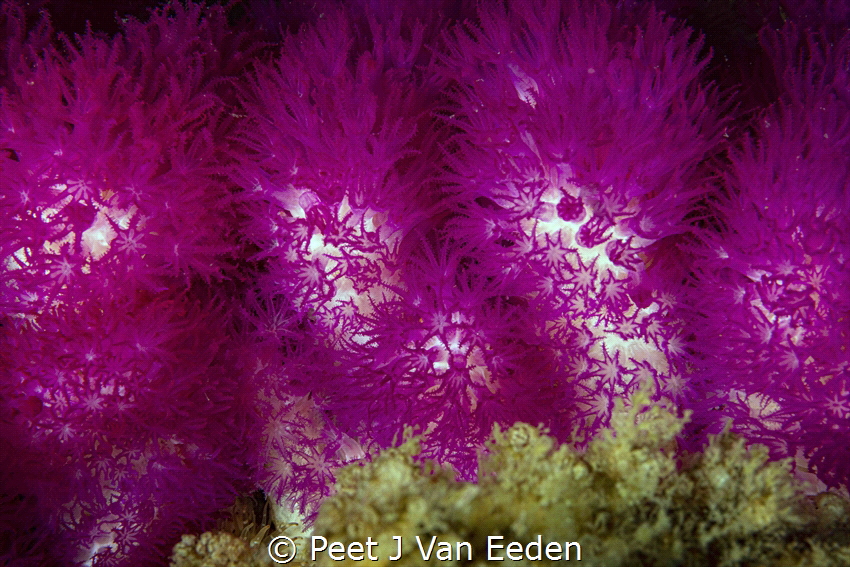 The Purple Forest of purple soft coral by Peet J Van Eeden 