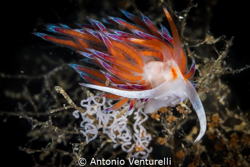 Cratena Peregrina close up.Clearly visible the white coil... by Antonio Venturelli 
