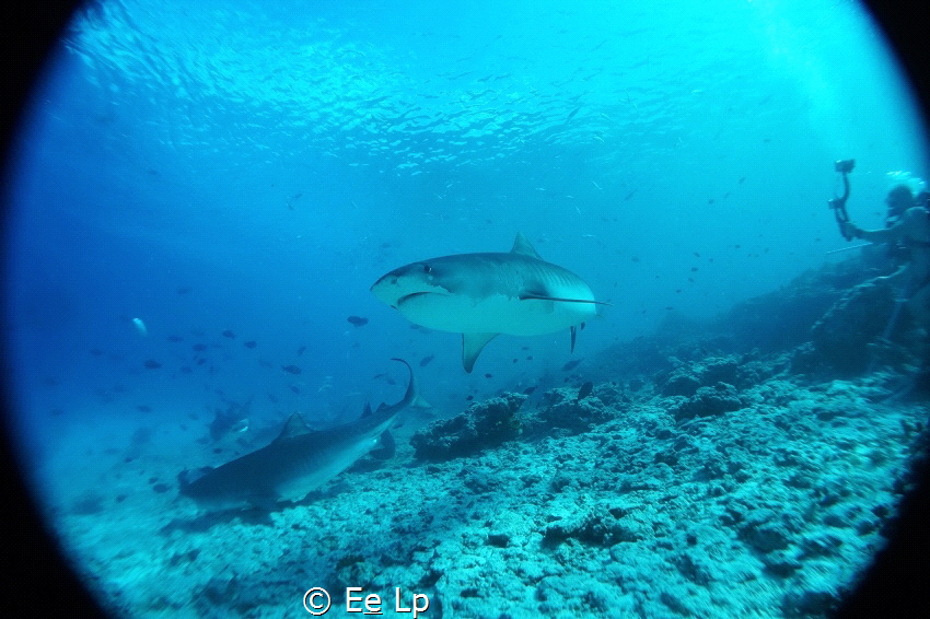 Watching tiger sharks in Fuvahmulah. Choose the right div... by E&e Lp 