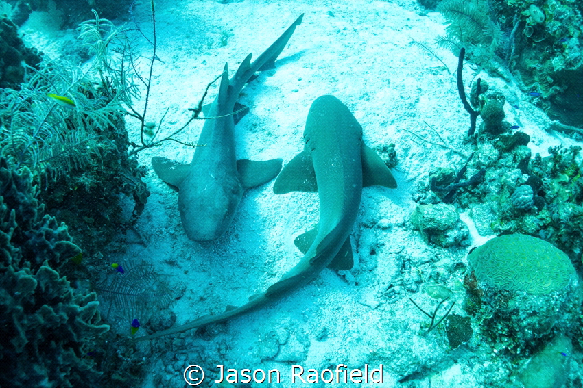 YIN AND YANG SHARKS in Belize (While diving with my son, ... by Jason Raofield 