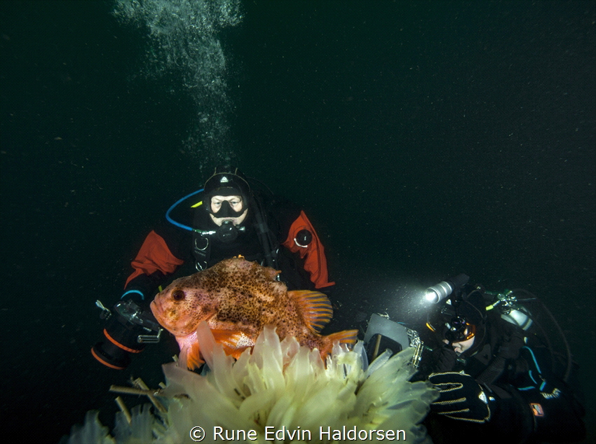 Divers looking at a lumpsucker by Rune Edvin Haldorsen 