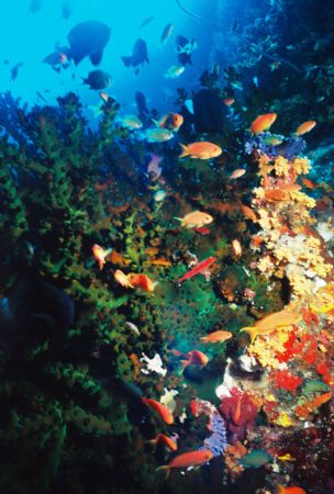 Anthias and Green Tube Coral. Turtle Wall. by Morgan Ashton 