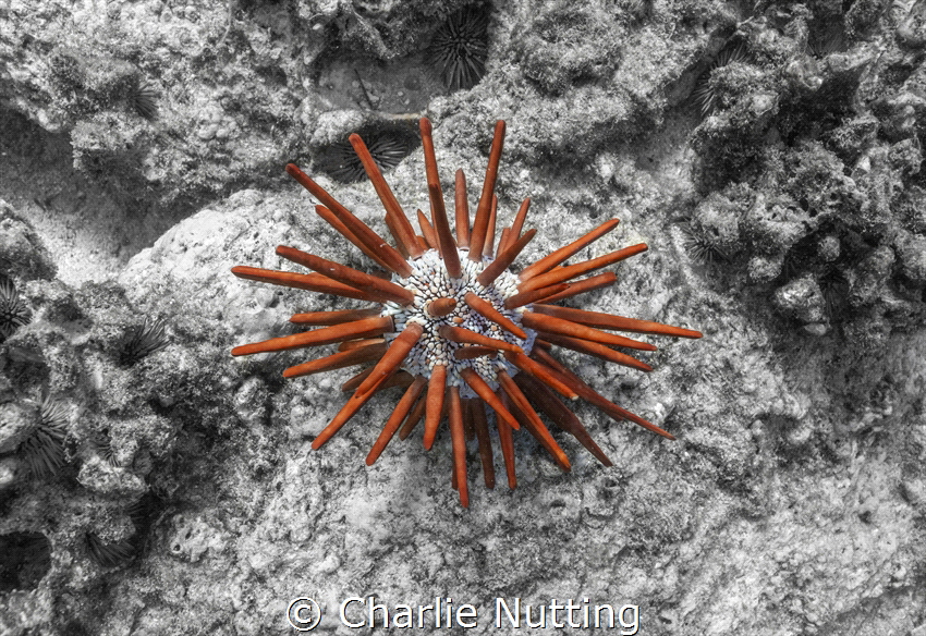 A large and vibrantly red Slate Pencil Urchin. This is a ... by Charlie Nutting 