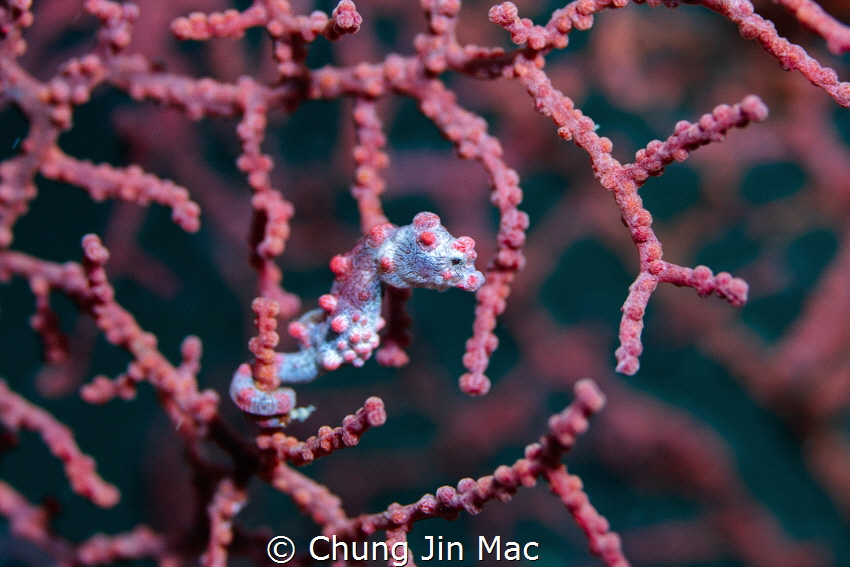 This is a pygmy seahorse taken in Selakan Island, Semporn... by Chung Jin Mac 