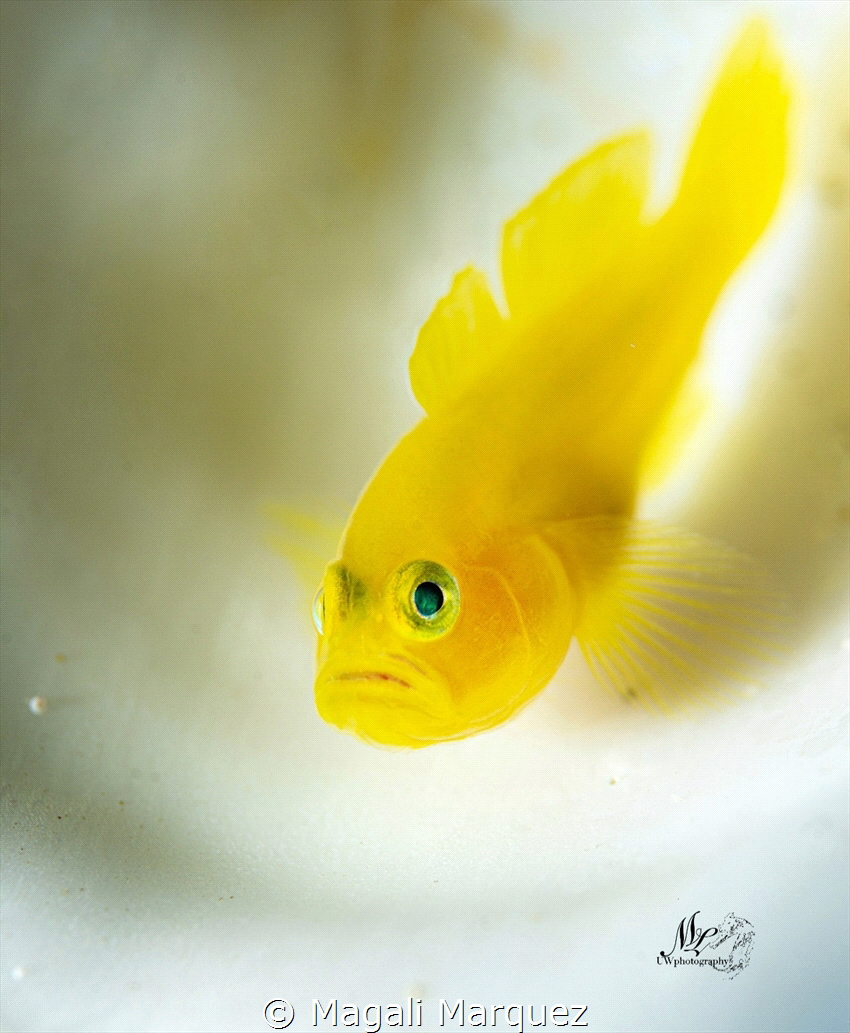 Yellow Gobyfish by Magali Marquez 