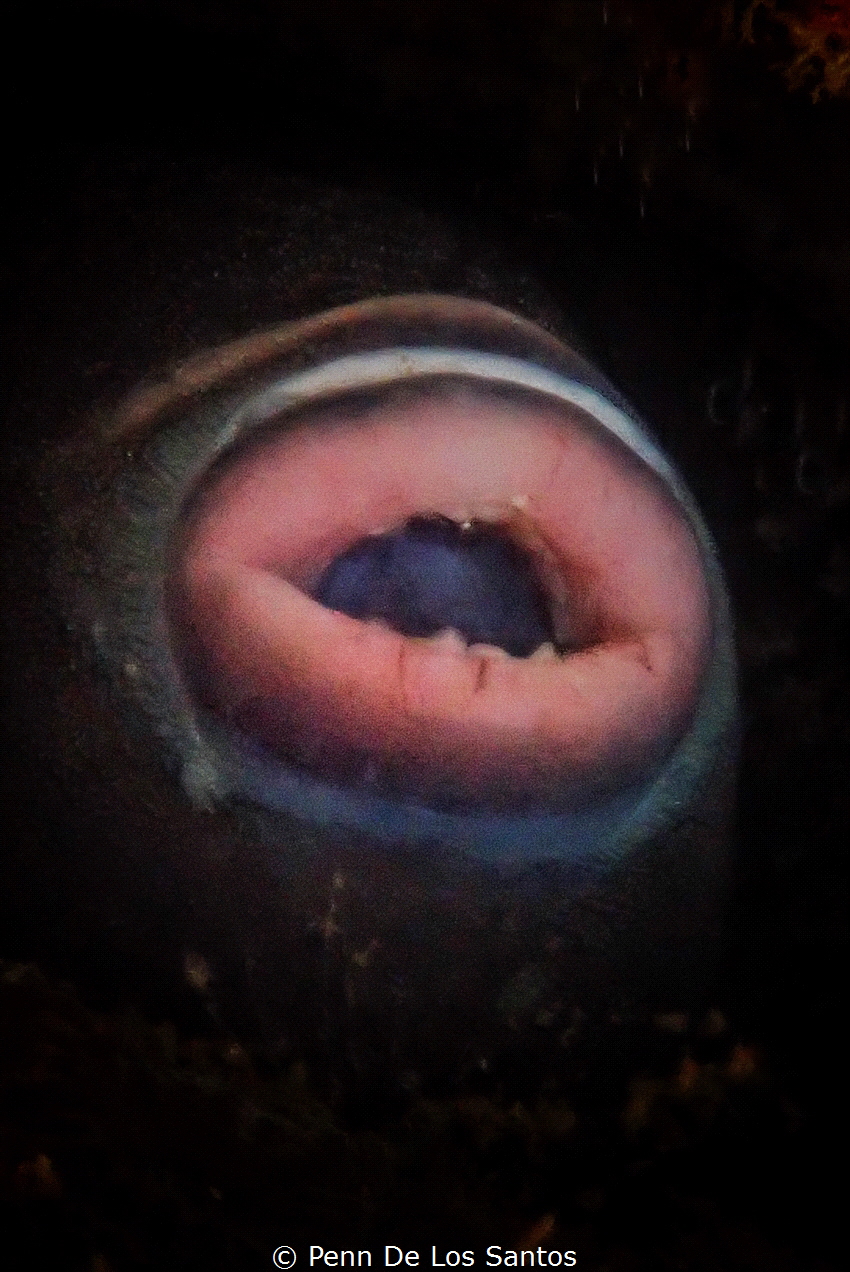 Triggerfish lips by Penn De Los Santos 