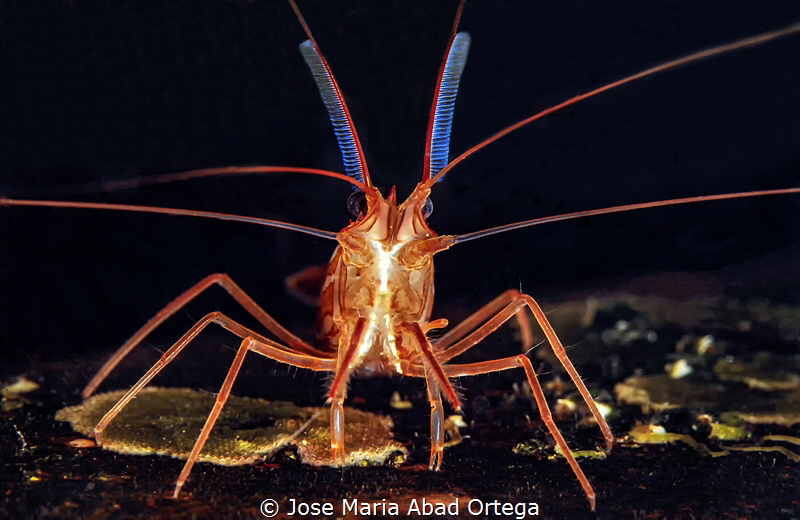 Mediterranean cleaner shrimp by Jose Maria Abad Ortega 