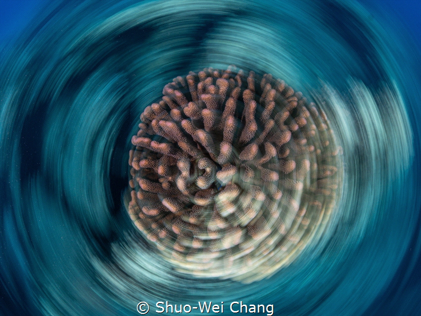 coral head on a spin! by Shuo-Wei Chang 