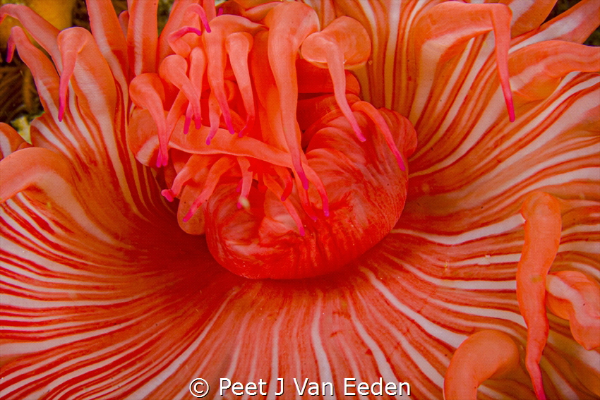 A feeding sea- anemone by Peet J Van Eeden 
