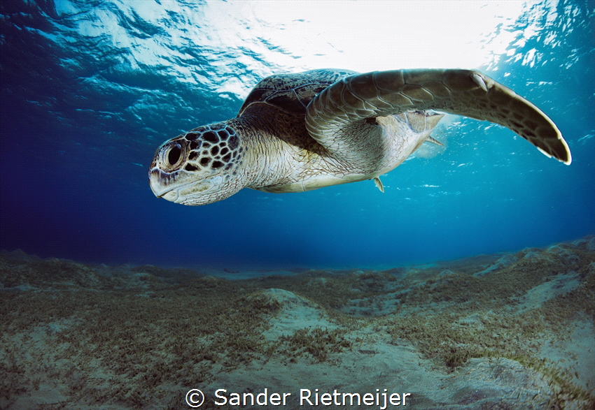 Beautiful Turtle while free diving in the Red Sea - Abu D... by Sander Rietmeijer 