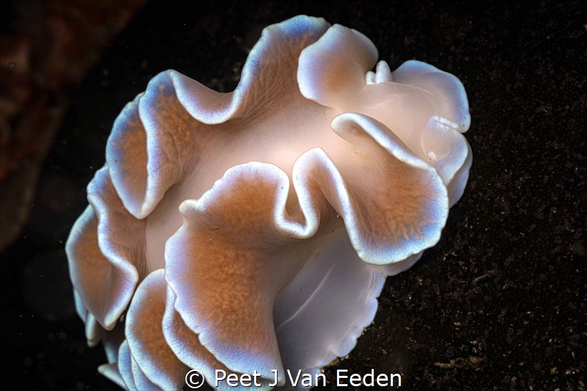 Frilled Nudibranch.
One of the more common nudibranchs o... by Peet J Van Eeden 