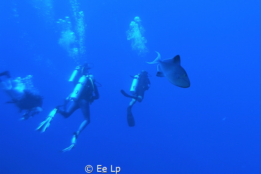 Divers flabbergasted by the sheer size of this Odonus nig... by E&e Lp 