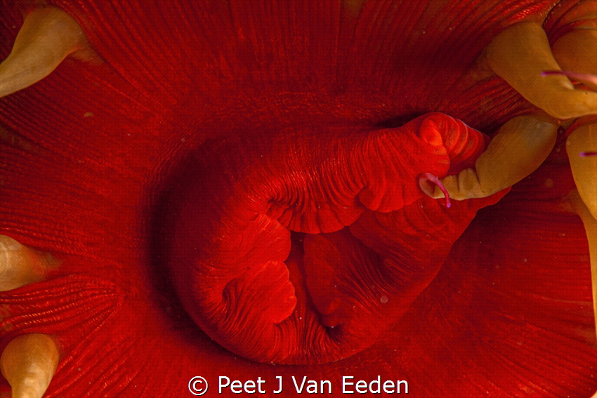 False Plum sea-anemone by Peet J Van Eeden 