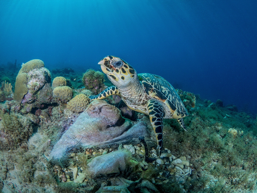 This turtle is resting on a piece of fabric. Taken on Cur... by Brenda De Vries 