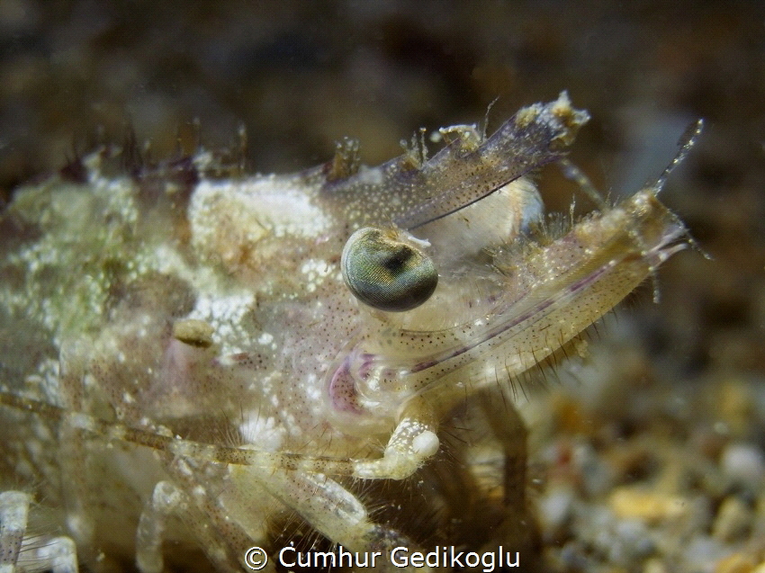 Palaemon serratus
Common prawn
EYE by Cumhur Gedikoglu 